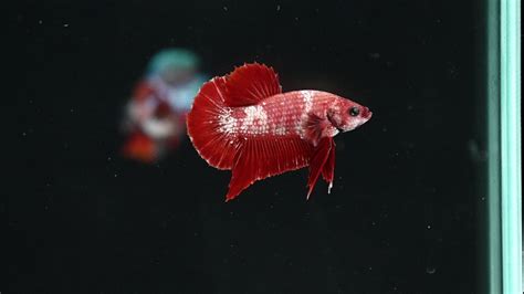 Premium Grade Betta Fish For Sale .